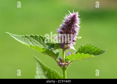 Agastache rugosa, Agastache rugosa, Korean Zest. Usato in Asia orientale e Nord America come pianta medicinale, erba e pianta aromatica. / , Ostasiati Foto Stock