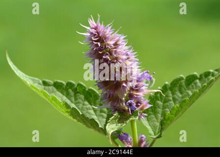 Agastache rugosa, Agastache rugosa, Korean Zest. Usato in Asia orientale e Nord America come pianta medicinale, erba e pianta aromatica. / , Ostasiati Foto Stock