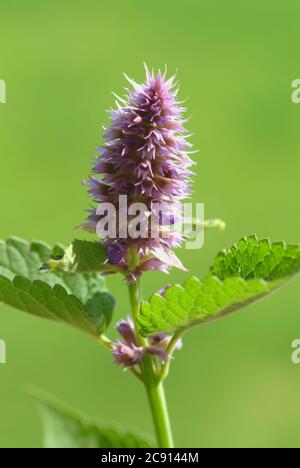 Agastache rugosa, Agastache rugosa, Korean Zest. Usato in Asia orientale e Nord America come pianta medicinale, erba e pianta aromatica. / , Ostasiati Foto Stock