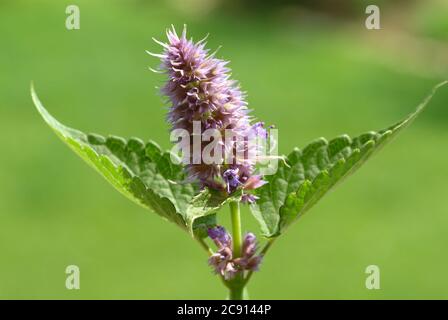 Agastache rugosa, Agastache rugosa, Korean Zest. Usato in Asia orientale e Nord America come pianta medicinale, erba e pianta aromatica. / , Ostasiati Foto Stock