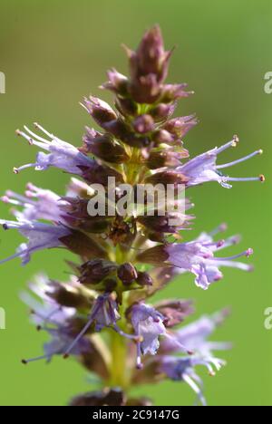 Agastache rugosa, Agastache rugosa, Korean Zest. Usato in Asia orientale e Nord America come pianta medicinale, erba e pianta aromatica. / , Ostasiati Foto Stock