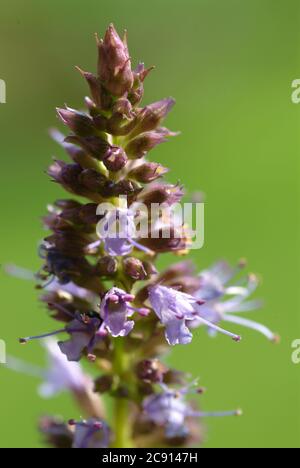 Agastache rugosa, Agastache rugosa, Korean Zest. Usato in Asia orientale e Nord America come pianta medicinale, erba e pianta aromatica. / , Ostasiati Foto Stock