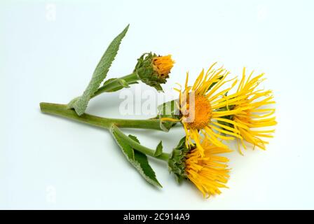 Elecamppane, Inula helenium. Elecamppane è stato usato fin dai tempi antichi come pianta medicinale ed aromatica. In medicina popolare, è usato in condizioni Foto Stock