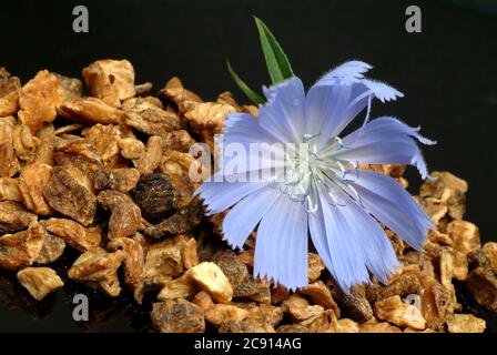 Radice secca. Cicoria comune o comune, Cichorio intybus, e cicoria. Questa pianta è stata usata fin dal Medioevo la produzione di farmaci. Poll Foto Stock