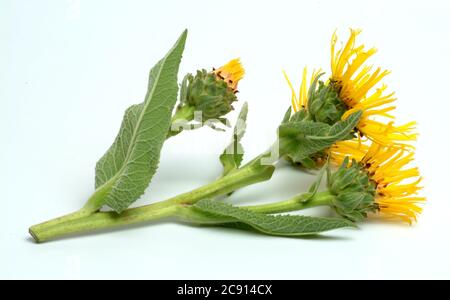 Elecamppane, Inula helenium. Elecamppane è stato usato fin dai tempi antichi come pianta medicinale ed aromatica. In medicina popolare, è usato in condizioni Foto Stock