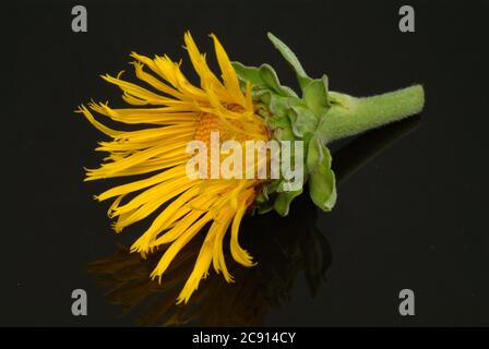 Elecamppane, Inula helenium. Elecamppane è stato usato fin dai tempi antichi come pianta medicinale ed aromatica. In medicina popolare, è usato in condizioni Foto Stock