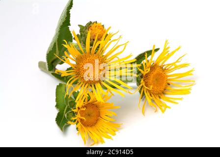 Elecamppane, Inula helenium. Elecamppane è stato usato fin dai tempi antichi come pianta medicinale ed aromatica. In medicina popolare, è usato in condizioni Foto Stock