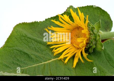 Elecamppane, Inula helenium. Elecamppane è stato usato fin dai tempi antichi come pianta medicinale ed aromatica. In medicina popolare, è usato in condizioni Foto Stock