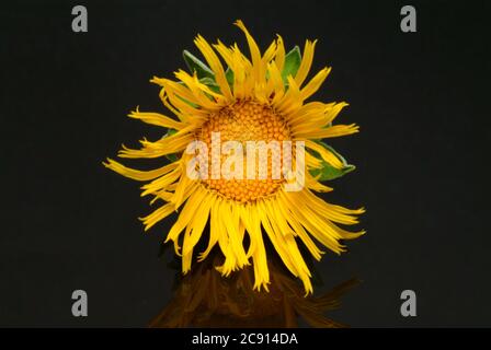 Elecamppane, Inula helenium. Elecamppane è stato usato fin dai tempi antichi come pianta medicinale ed aromatica. In medicina popolare, è usato in condizioni Foto Stock