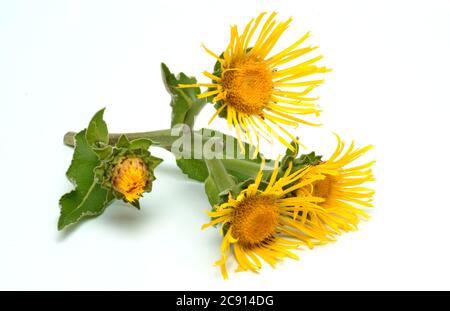 Elecamppane, Inula helenium. Elecamppane è stato usato fin dai tempi antichi come pianta medicinale ed aromatica. In medicina popolare, è usato in condizioni Foto Stock