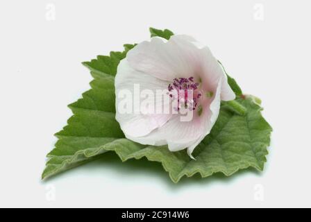 Marshmallow, Allthea officinalis, anche chiamato droga-marshmallow. Pianta medicinale: Vari preparati sono usati per l'infiammazione della bocca e della gola Foto Stock