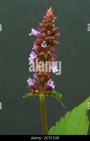 Agastache rugosa, Agastache rugosa, Korean Zest. Usato in Asia orientale e Nord America come pianta medicinale, erba e pianta aromatica. / , Ostasiati Foto Stock