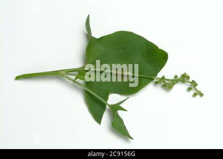 Scutatus Rumex. Lo scudo-dock è ricco di vitamina C e ossalato di calcio. Fu usato officinale, Herba romana. Viene anche utilizzato come spezie Foto Stock