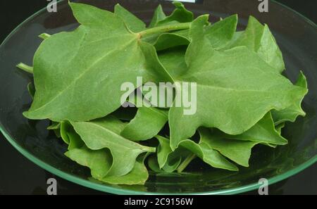 Scutatus Rumex. Lo scudo-dock è ricco di vitamina C e ossalato di calcio. Fu usato officinale, Herba romana. Viene anche utilizzato come spezie Foto Stock