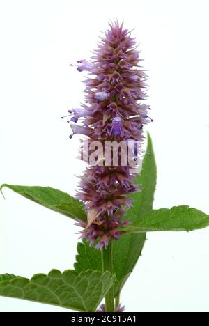 Agastache rugosa, Agastache rugosa, Korean Zest. Usato in Asia orientale e Nord America come pianta medicinale, erba e pianta aromatica. / , Ostasiati Foto Stock