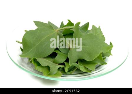 Scutatus Rumex. Lo scudo-dock è ricco di vitamina C e ossalato di calcio. Fu usato officinale, Herba romana. Viene anche utilizzato come spezie Foto Stock