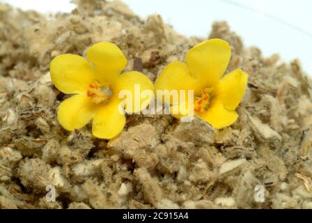 Mulleina fiorita di densiflorum, Verbascum. A causa della mucillagine e saponine i fiori medicalmente per tosse che promuovono come espulsione e irritabl Foto Stock