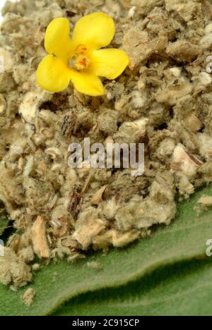 Mulleina fiorita di densiflorum, Verbascum. A causa della mucillagine e saponine i fiori medicalmente per tosse che promuovono come espulsione e irritabl Foto Stock