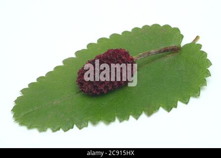 Grande burnett, Sanguisorba officinalis, anche Gross-Burnett. In medicina di erbe il Burnett grande ha la reputazione di essere un buon styptic. In molti settori Foto Stock