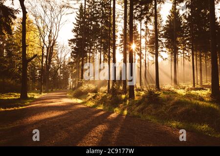 Raggi dorati del sole che brillano attraverso i tronchi di alberi nella foresta di conifere durante la mattina della primavera foggy in montagna di Jizera nella Repubblica Ceca Foto Stock