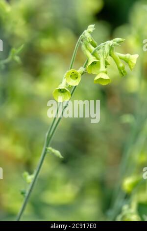 Fiori verdi a forma di tromba di Nicotiana alata 'Lime Green', piante di tabacco 'Lime Green', tabacco in fiore 'Lime Green' Foto Stock