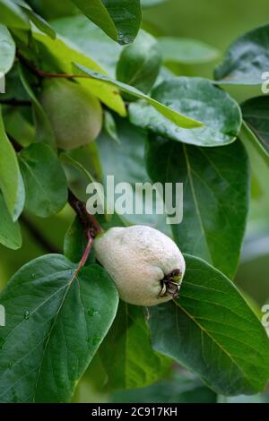 La prolifica Quince di Cydonia oblona Meech precedentemente conosciuta come prolifica di Pyrus cydonia Meech. Frutta immatura che cresce su un albero Foto Stock