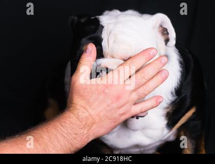 Mano fermandosi Bulldog inglese su sfondo nero Foto Stock