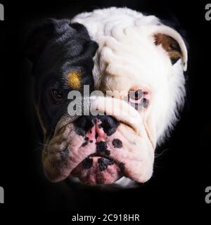 Ritratto di Bulldog inglese bianco e nero su sfondo nero Foto Stock