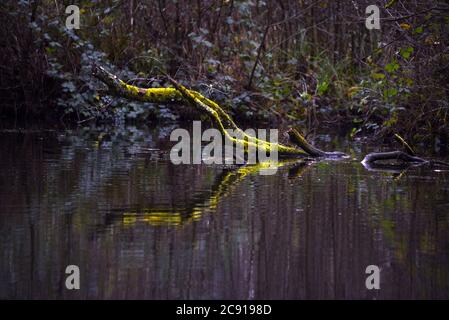 Muschio su un ramo riflesso nelle acque ferme del canale di Basingstoke nell'Hampshire in un freddo pomeriggio invernale Foto Stock