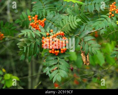 Bacche rosse e foglie verdi su un rowan o cenere di montagna a fine estate Foto Stock