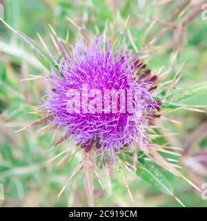 Latte viola Thistle fiore Closeup macro shot Foto Stock