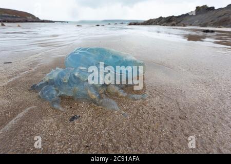 Barrel Jellyfish, Rhizostoma pulmo, lavato su West Angle Beach, South Pembrokeshire, Galles, Regno Unito. Foto Stock