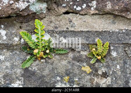 Felce di schiena arrugginita, ceterach di asplenio (sin. Ceterach officinarum) che cresce su un muro di pietra. Catbrook, Monboccutire, Galles. Famiglia Aspleniaceae Foto Stock