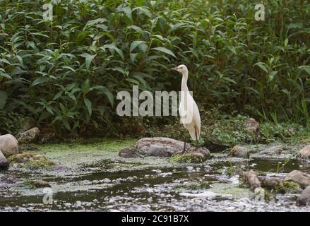 Ingrasso di bestiame giovanile, (Bubulcus ibis) che si nutre lungo un ruscello. Spagna. Foto Stock