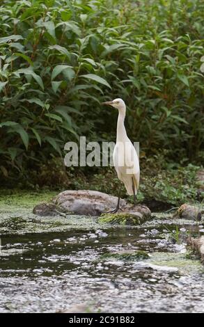 Ingrasso di bestiame giovanile, (Bubulcus ibis) che si nutre lungo un ruscello. Spagna. Foto Stock