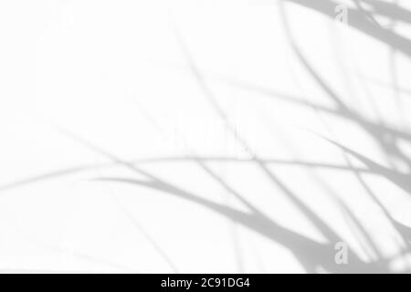 Effetto overlay per foto. Ombre grigie offuscate di erba delicata su una parete bianca. Astratto di natura neutrale concetto di fondo. Spazio per il testo. Ombra f Foto Stock