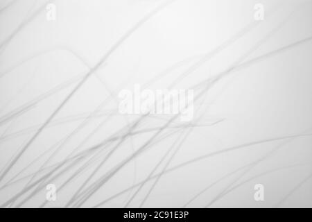 Effetto overlay per foto. Ombre grigie offuscate di erba delicata su una parete bianca. Astratto di natura neutrale concetto di fondo. Spazio per il testo. Ombra f Foto Stock