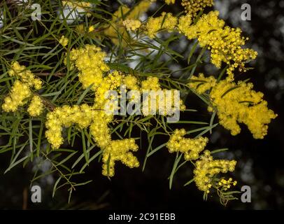 Gruppi di fiori gialli luminosi e fogliame di piante autoctone sempreverdi tolleranti alla siccità Acacia fimbriata, Brisbane Wattle, fiori selvatici australiani Foto Stock