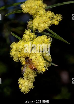 Fimbriata di acacia, Brisbane Wattle, con api tra grappoli di fiori gialli luminosi di piante autoctone sempreverdi tolleranti alla siccità, fiori selvatici australiani Foto Stock