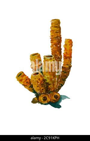 Spugna gialla a tubo acquerello . Illustrazione originale isolata su sfondo bianco Foto Stock