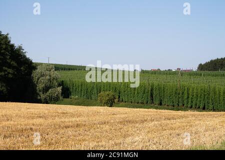 Luppolo giardino paesaggio. Le perenni luppolo sono già cresciute. I coni di luppolo non sono ancora maturi. Qui potete vedere molte varietà di luppolo. Foto Stock
