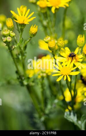 Messa a fuoco selettiva verticale di un'ape che sorvola il bellissimi fiori gialli in una foresta Foto Stock