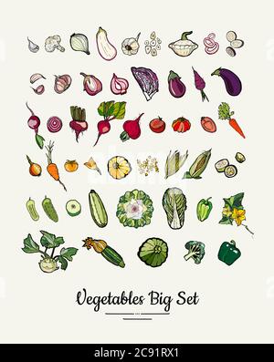 Illustrazione a mano isolata di verdure. Vettore grande set di hipster mano disegnata verdure colorate poster vegetariano Illustrazione Vettoriale