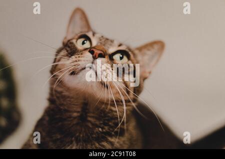Carino gatto marrone occhi verdi guardando in su Foto Stock