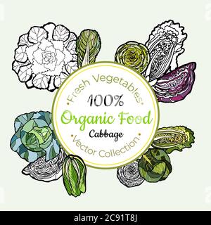 Cavolo cinese intestato verdure alimentari vintage vettore adesivo, poster, modello di etichetta. Linea di cibi freschi Hipster Illustrazione Vettoriale