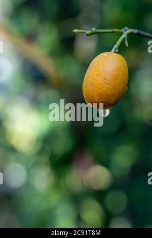 Goccia d'acqua su un limone su un albero con bokeh verde si accende sullo sfondo Foto Stock