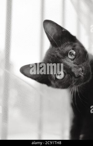 Immagine verticale in scala di grigi di un gatto nero con un carino stare seduto vicino alla finestra Foto Stock