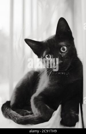 Immagine verticale in scala di grigi di un gatto nero seduto accanto a. finestra Foto Stock