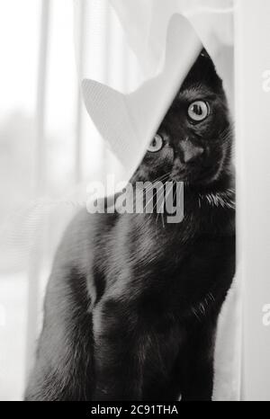 Immagine verticale in scala di grigi di un simpatico gatto nero seduto accanto la finestra Foto Stock