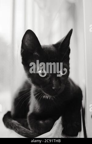 Immagine verticale in scala di grigi di un gatto nero seduto accanto a. finestra Foto Stock